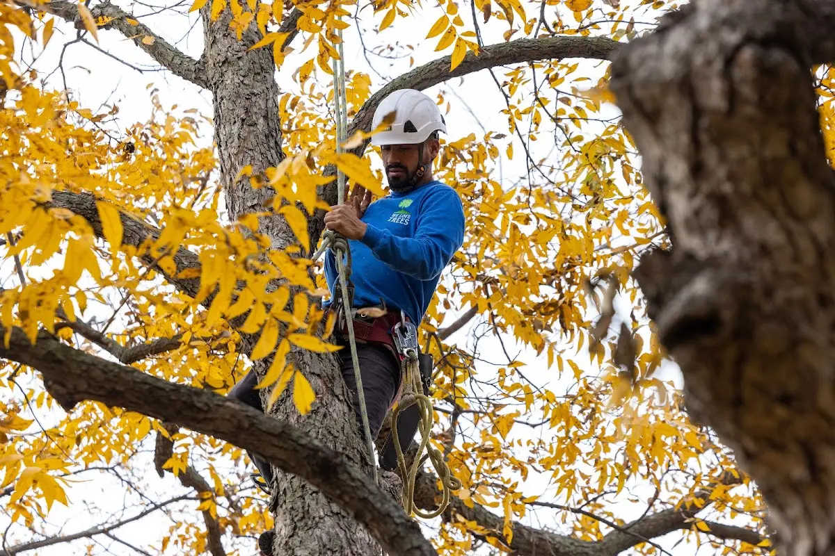 Skilled Tree Pruning crew working in Woodworth